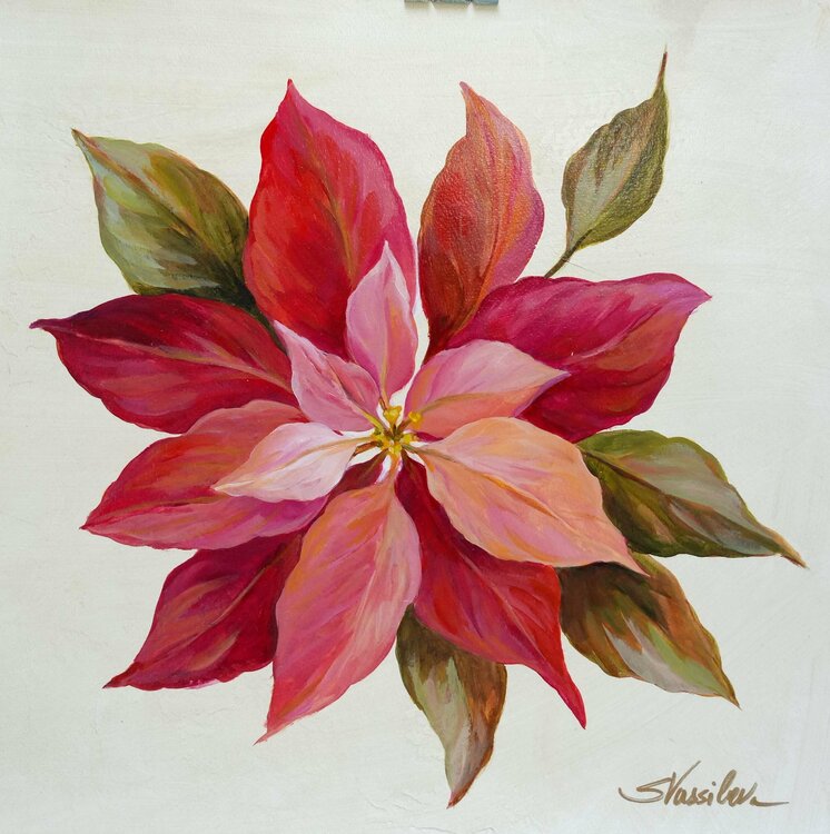 Christmas Poinsettia by Silvia Vassileva