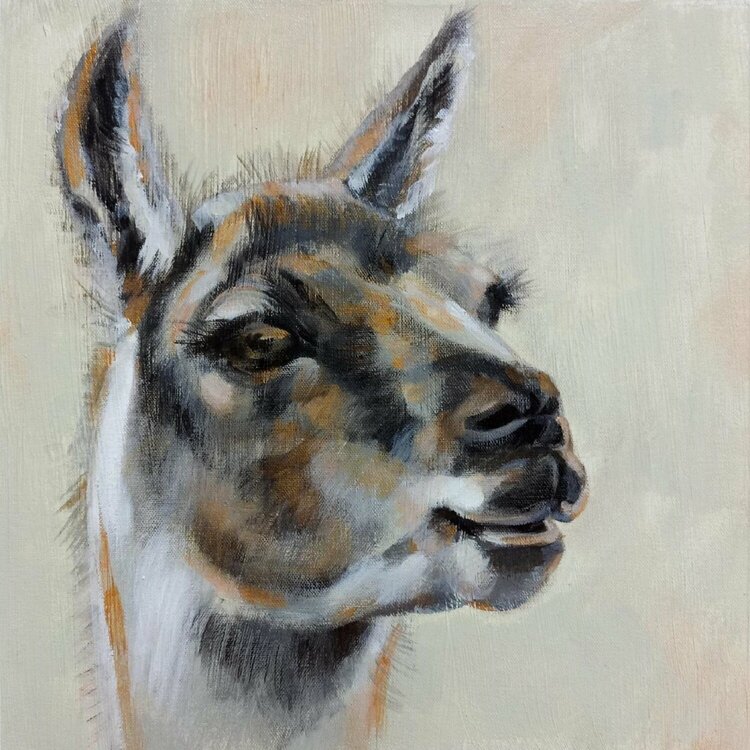 Llama Portrait by Silvia Vassileva